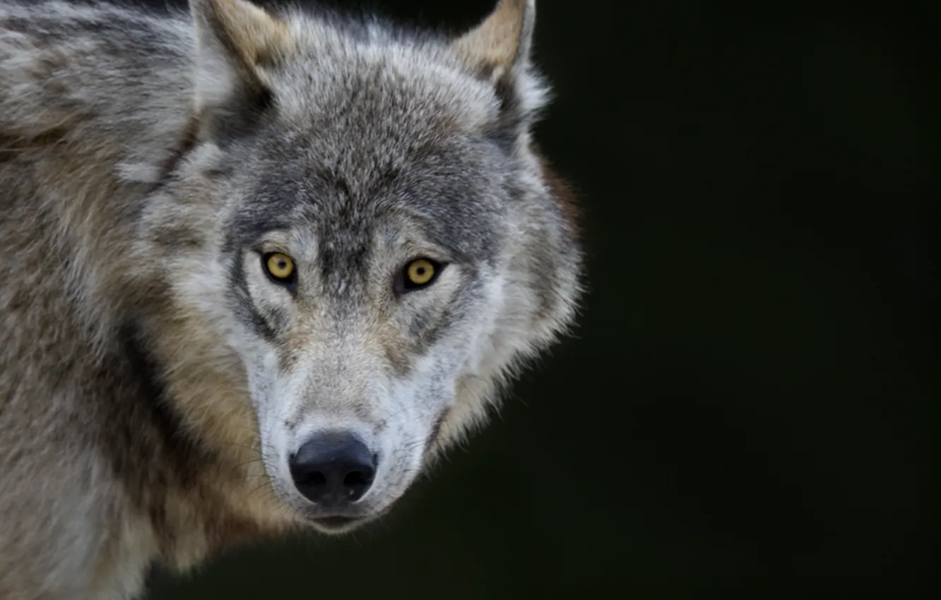 Фото обои nature, predator, animal, wolf, wildlife, portrait., Canis lupus. face • wolf • portrait • predator
