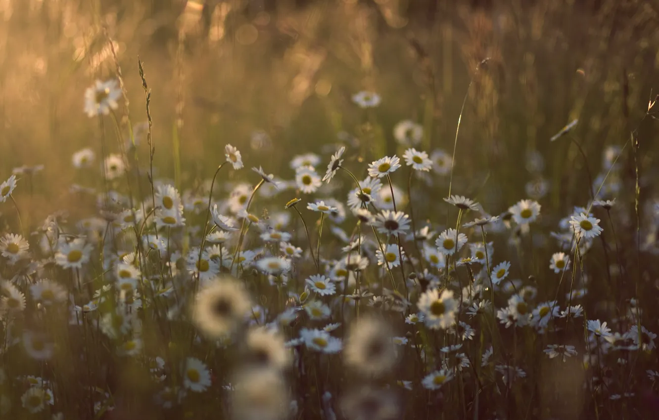 Фото обои лето, трава, солнце, свет, цветы, природа, поляна, ромашки