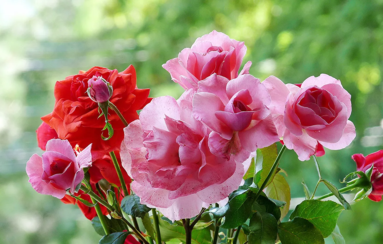 Фото обои макро, роза, куст, лепестки, сад
