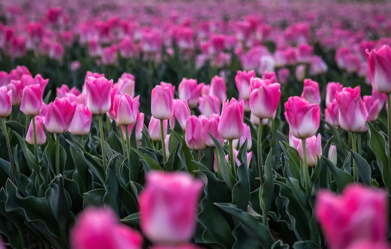 Фото обои цветы, весна, тюльпаны, розовые, бутоны, клумба, много, плантация