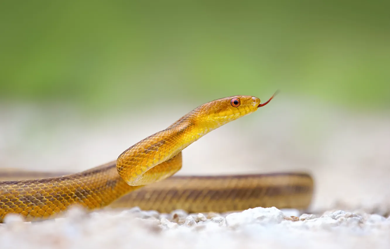 Фото обои язык, макро, змея, жёлтая