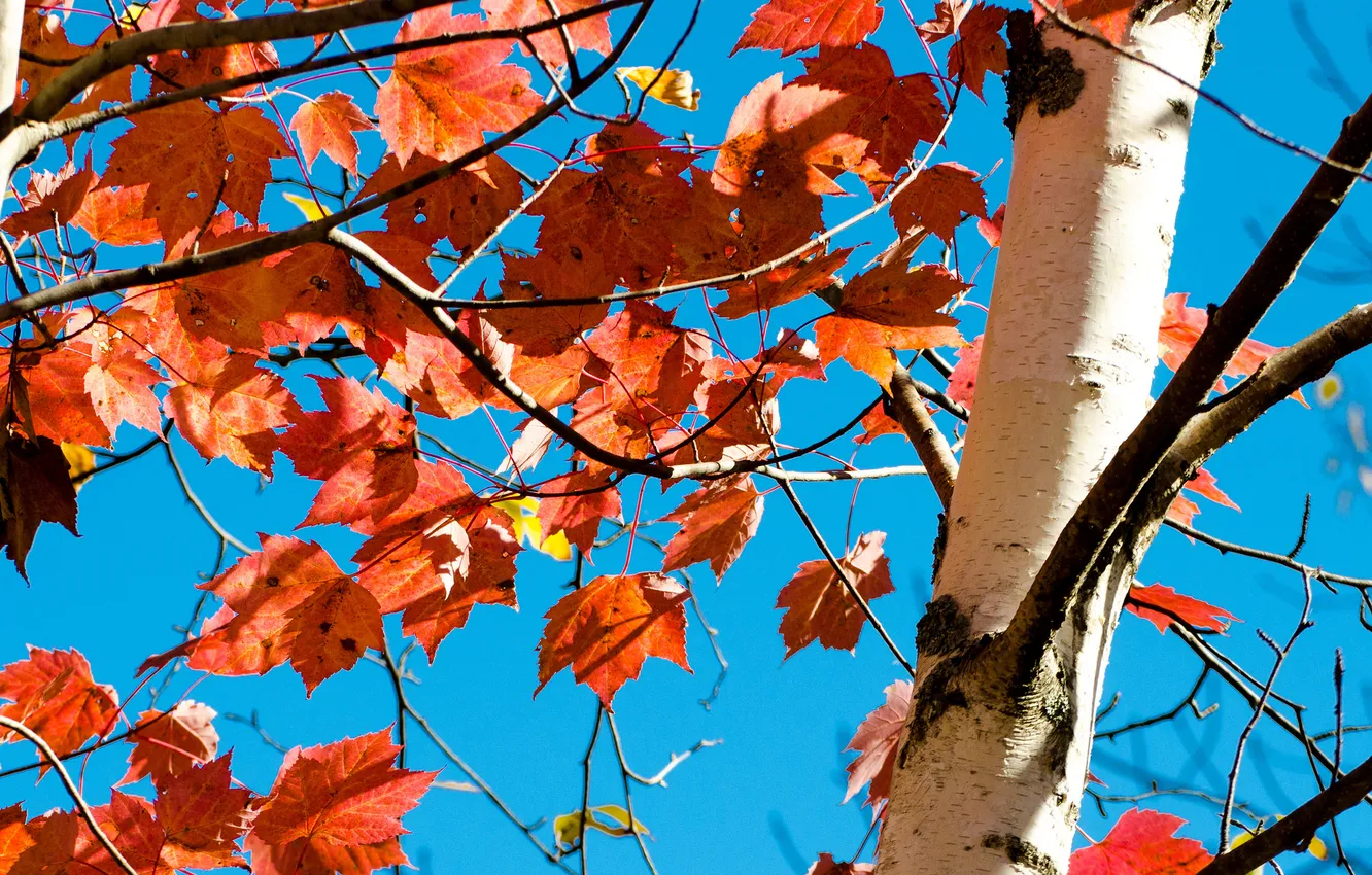Фото обои осень, небо, листья, дерево, ствол, багрянец