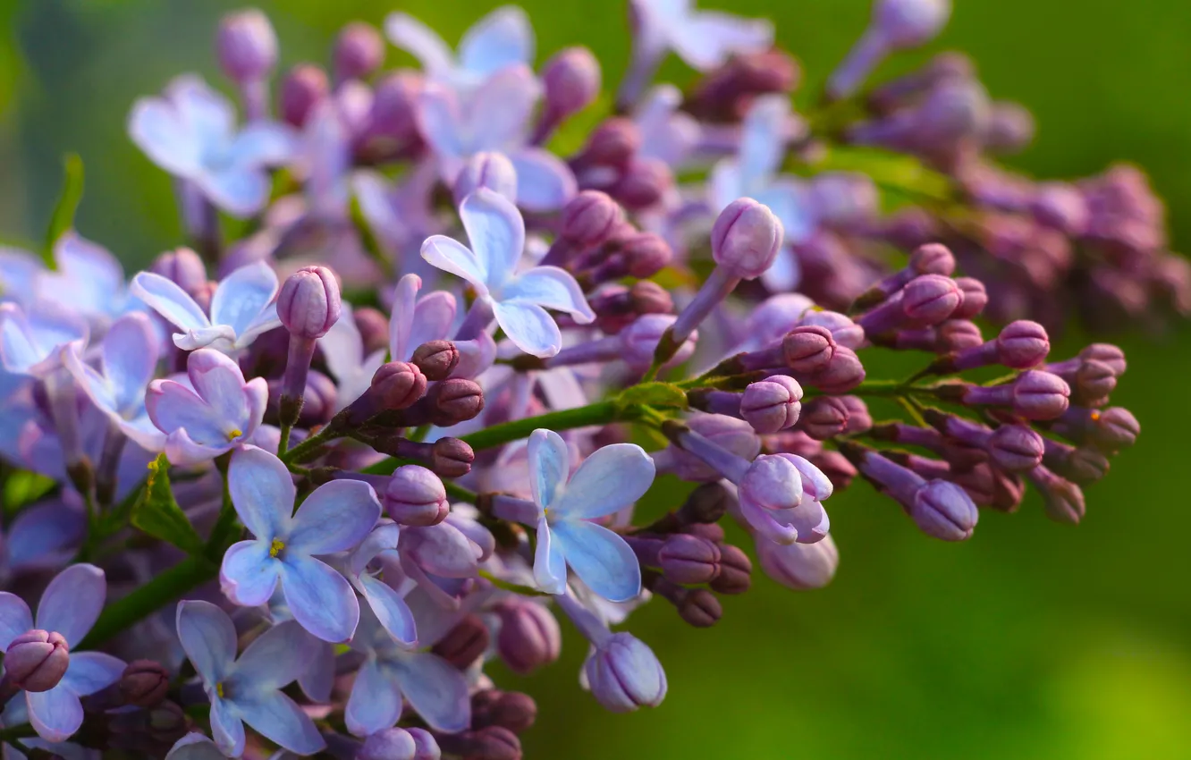 Фото обои flower, spring, lilac