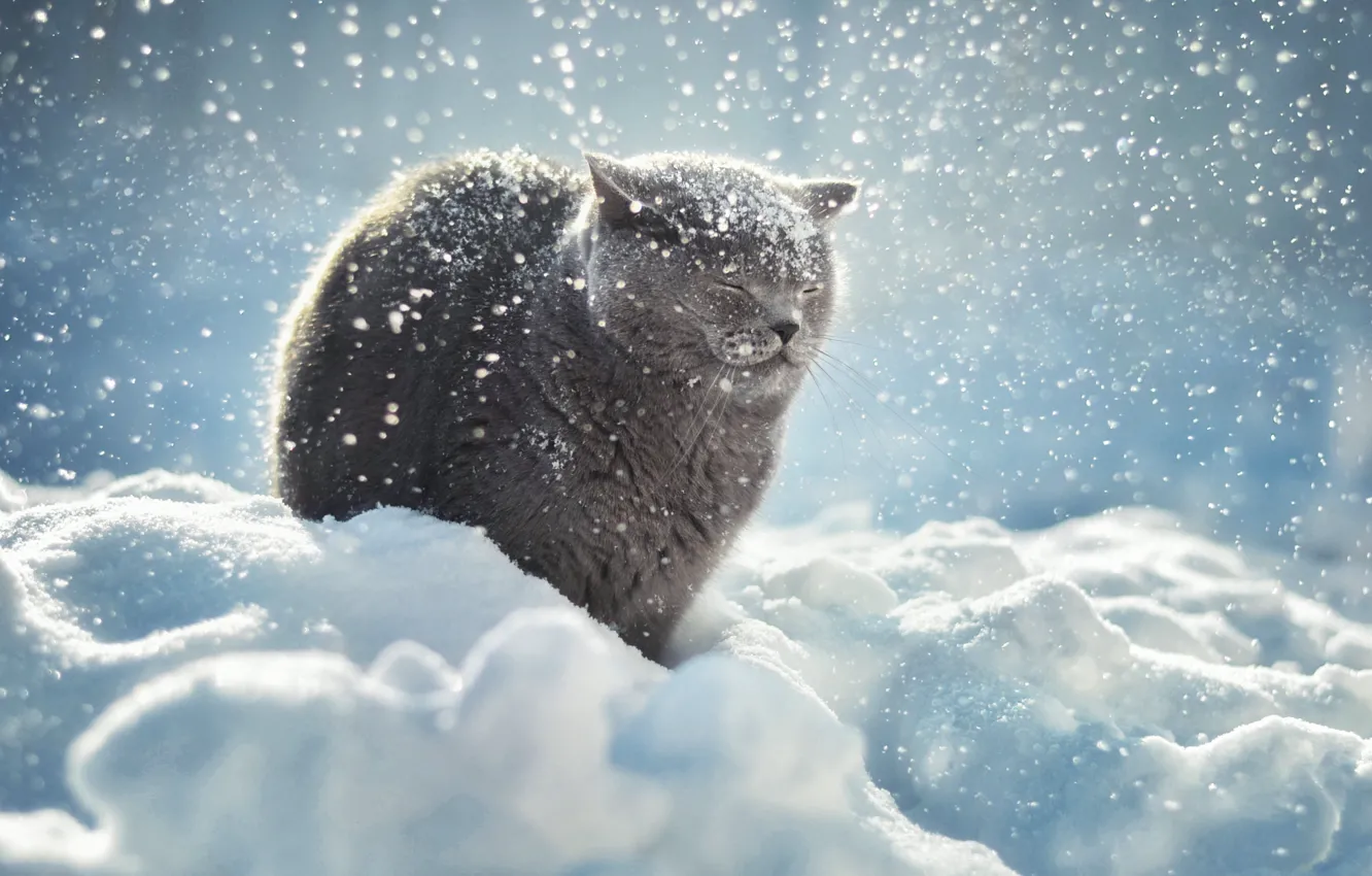 Фото обои зима, кот, снег, сугроб