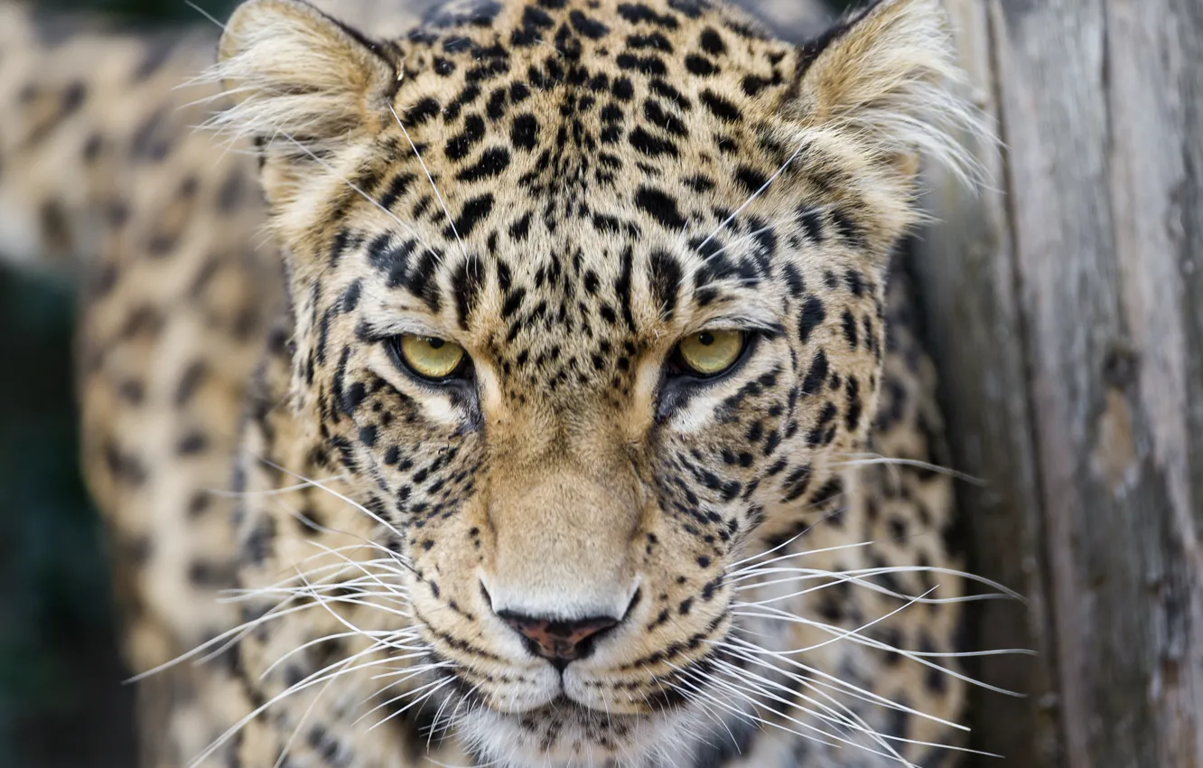 Фото обои кошка, взгляд, леопард, персидский, ©Tambako The Jaguar