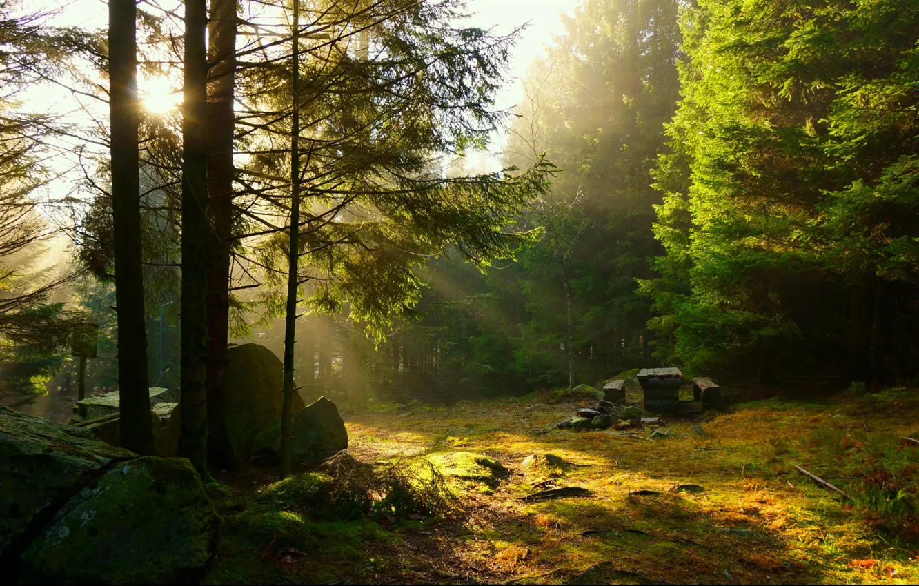 Фото обои лес, солнце, лучи, деревья, закат, стол, отдых, пикник