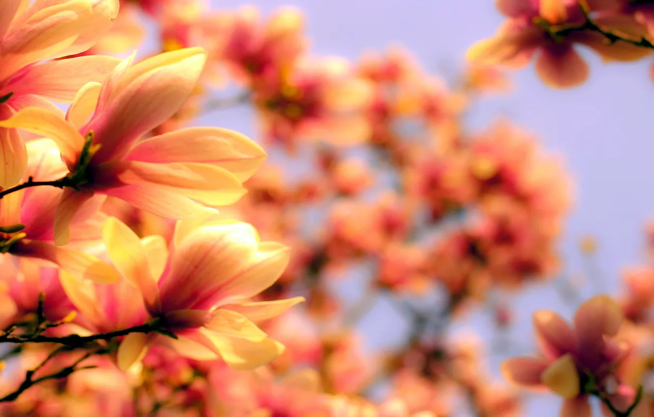Фото обои Orange, Flower, Magnolia, Blurred