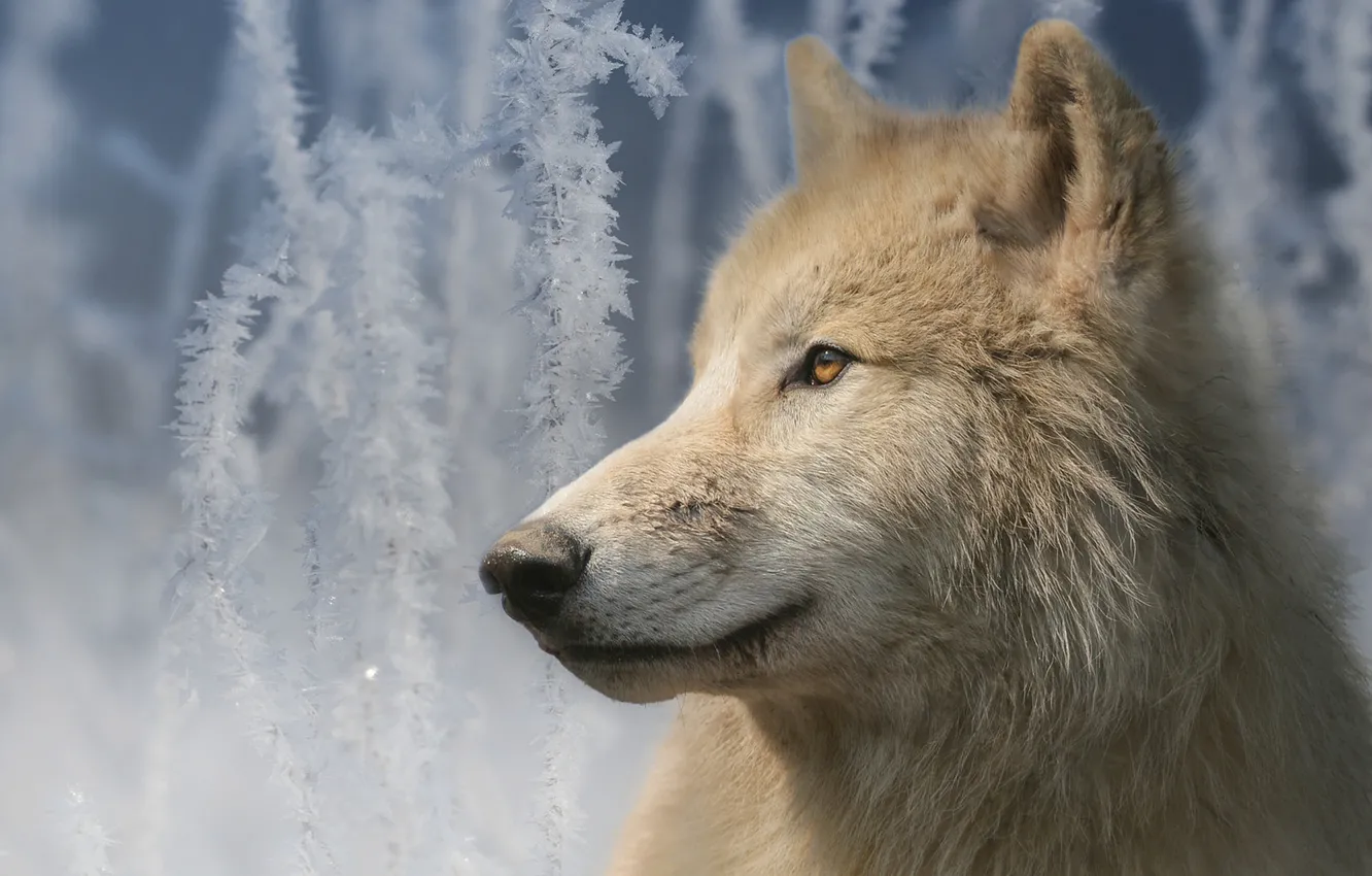 Фото обои иней, взгляд, морда, ветки, волк, портрет, Мелвильский островной волк, Арктический волк