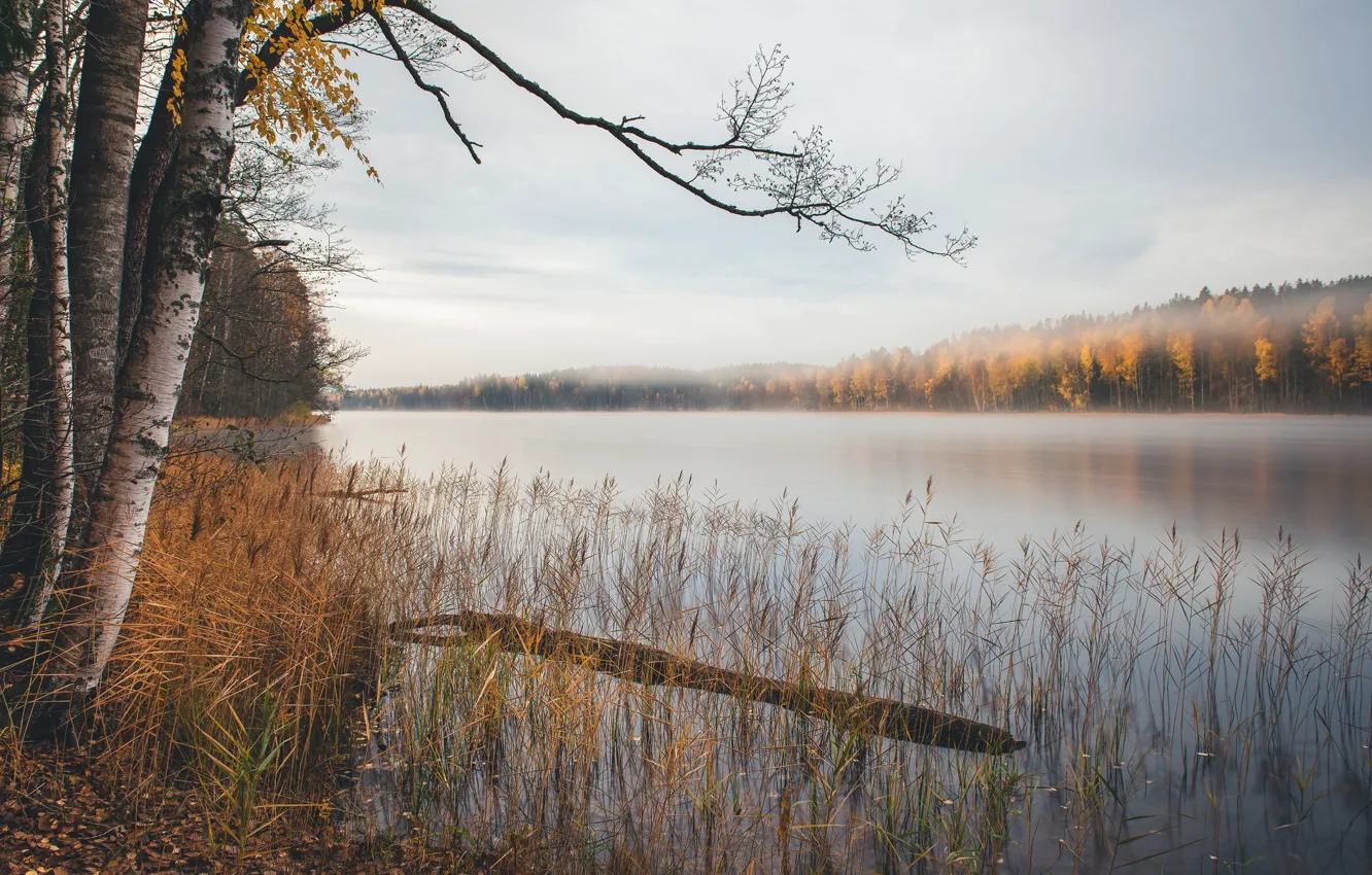 Фото обои осень, озеро, берёзы