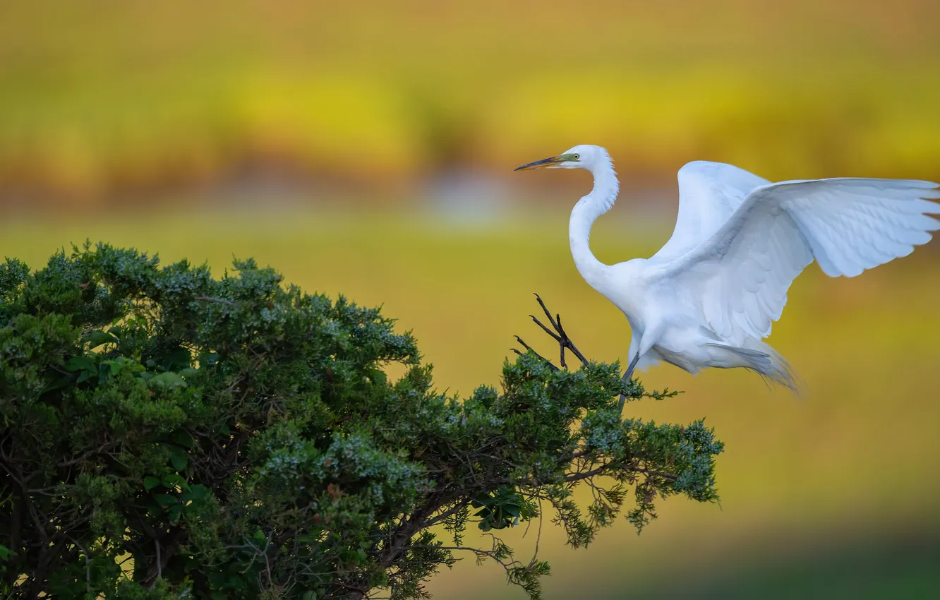 Фото обои белый, птица, кусты, цапля