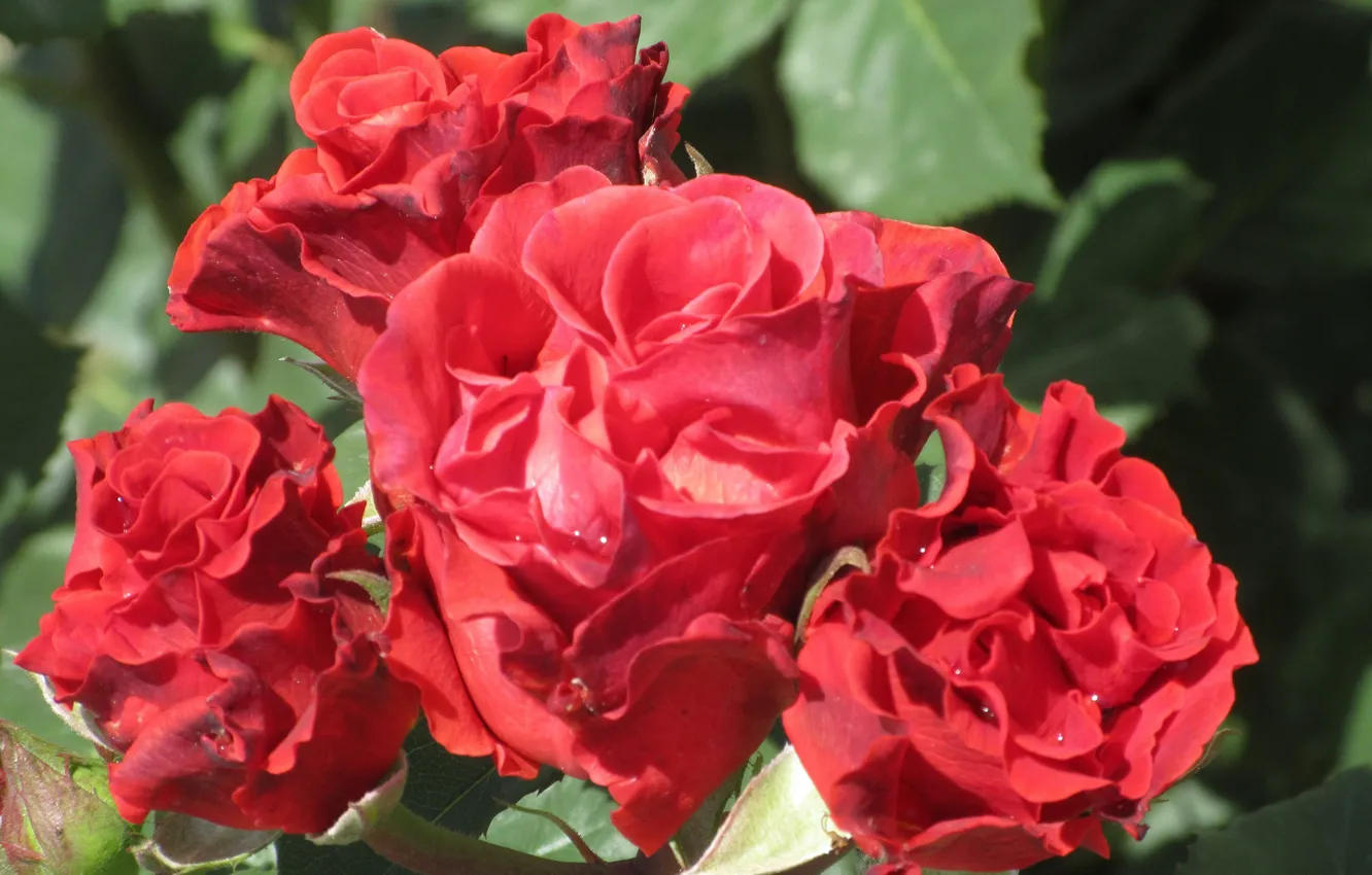 Фото обои Розы, Солнечно, Красные розы, Розочки, Meduzanol ©, Лето 2018