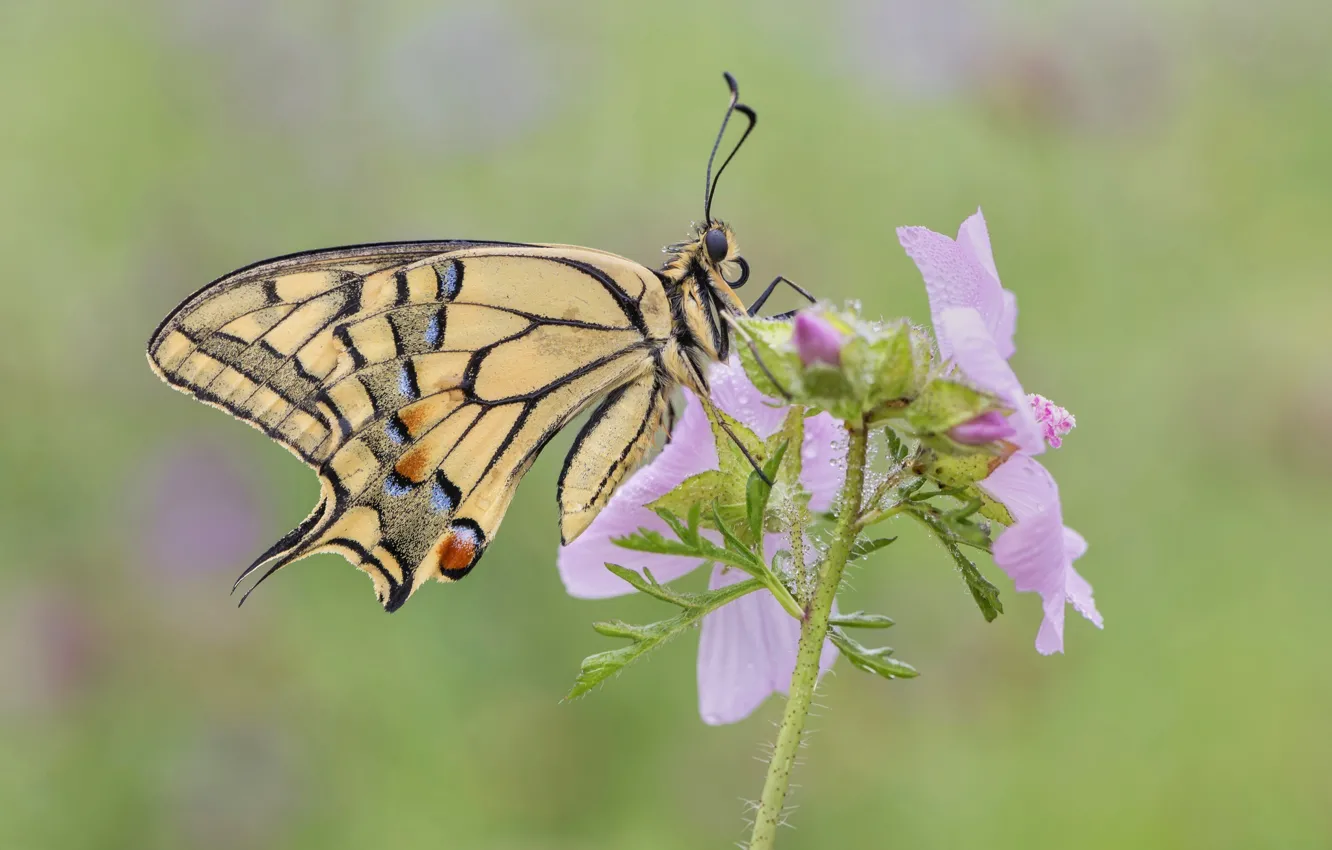 Фото обои цветок, бабочка, butterfly