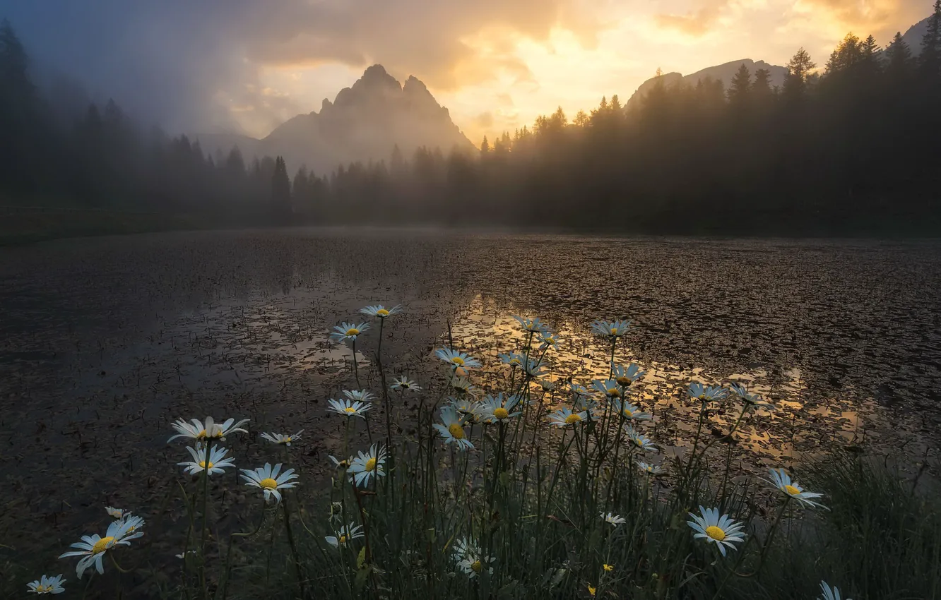Фото обои цветы, ночь, туман, озеро, ромашки