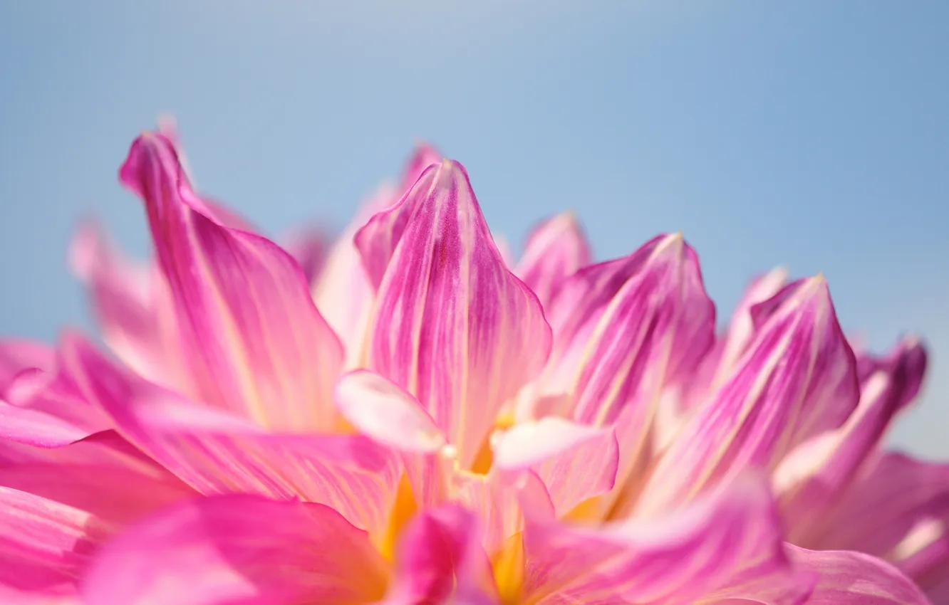 Фото обои цветок, небо, макро, розовый, лепестки
