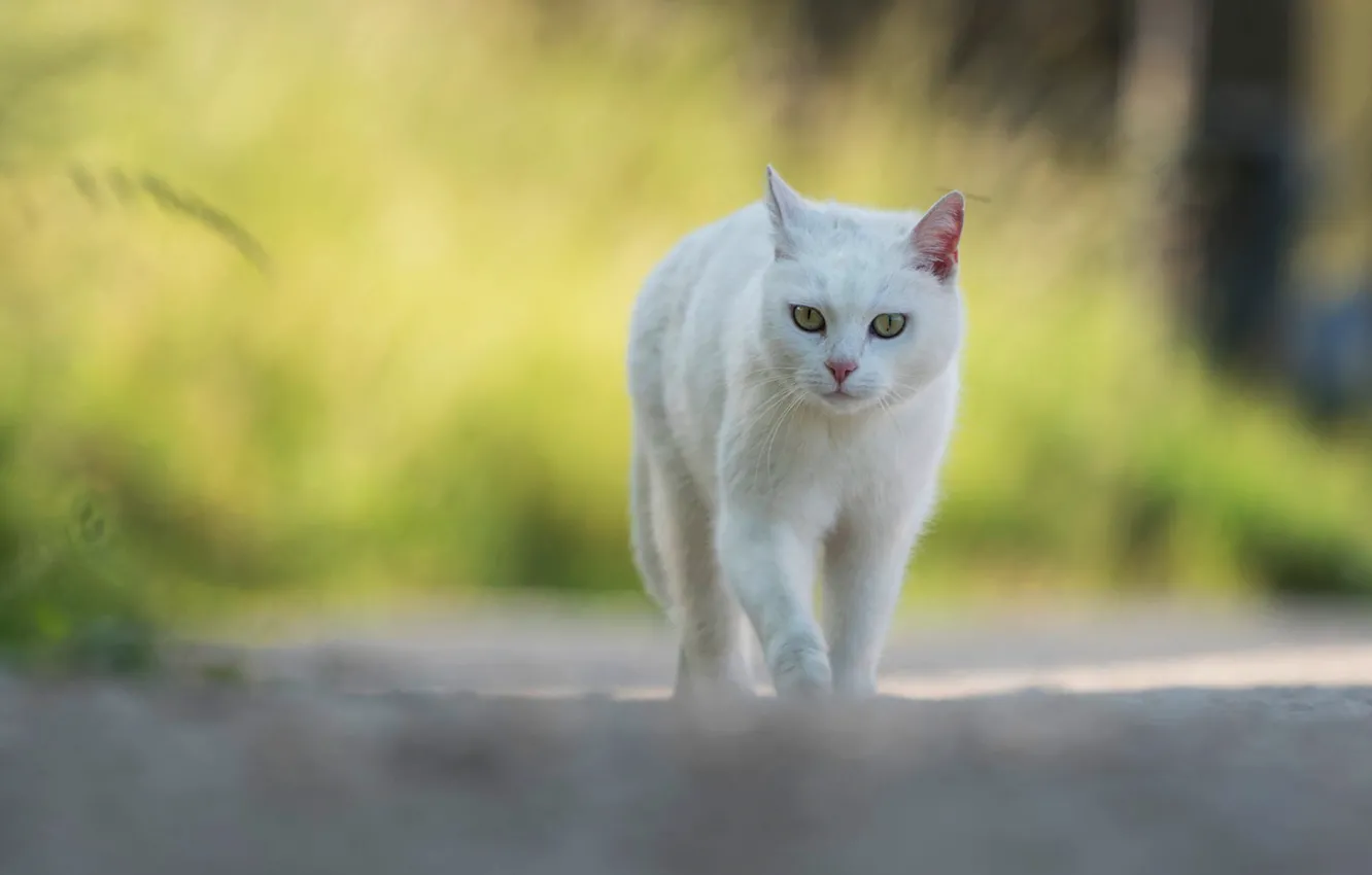 Фото обои дорога, кошка, белый, трава, кот, взгляд, морда, желтый