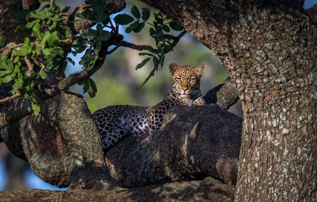 Фото обои свет, деревья, леопард
