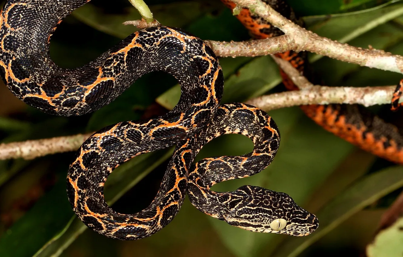 Фото обои змея, питон, висит