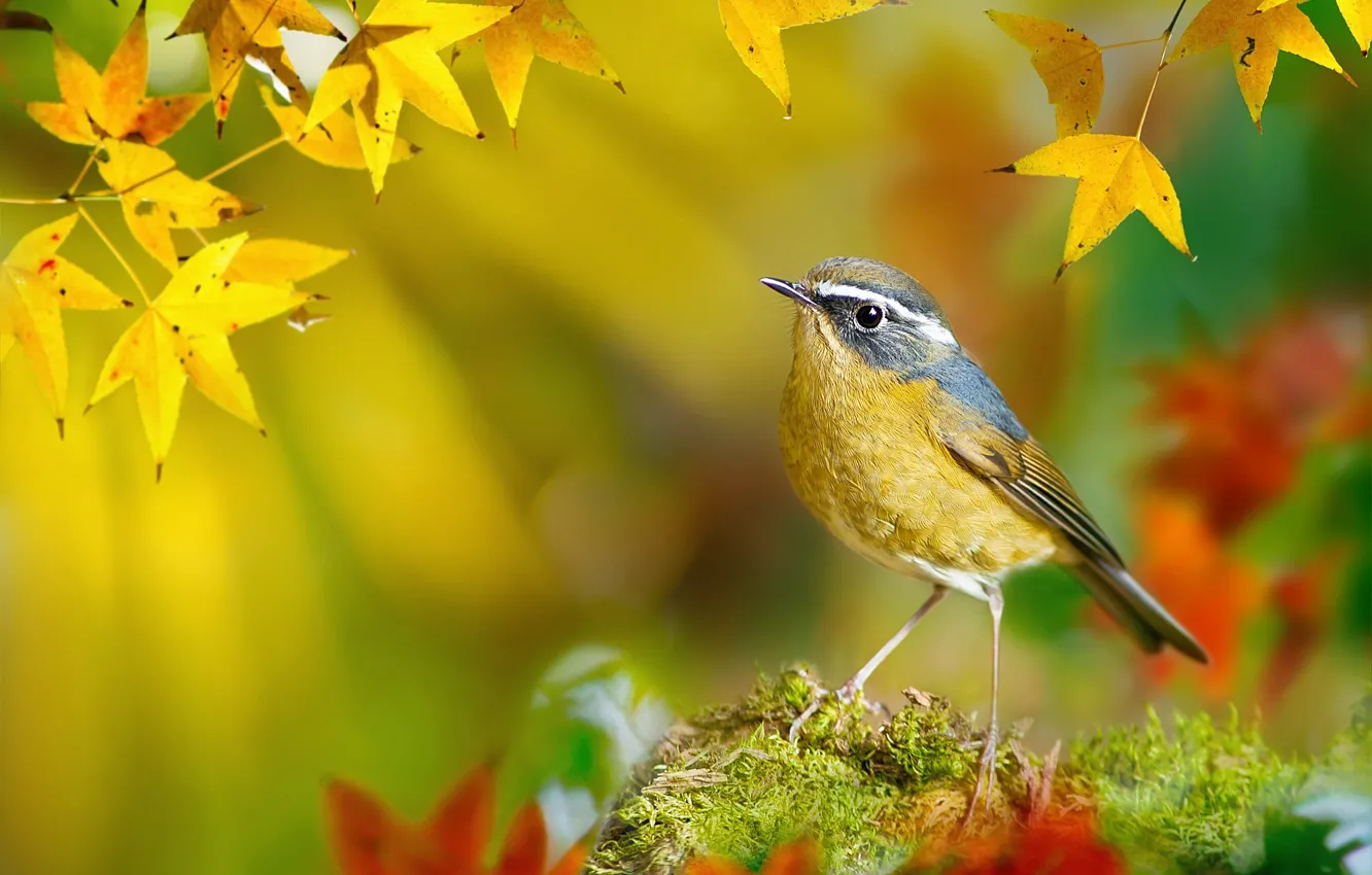 Фото обои осень, листья, макро, ветки, птица, мох, желтые, Тайвань