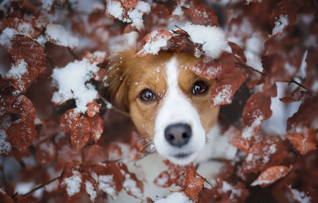 Фото обои взгляд, листья, снег, ветки, собака, мордашка