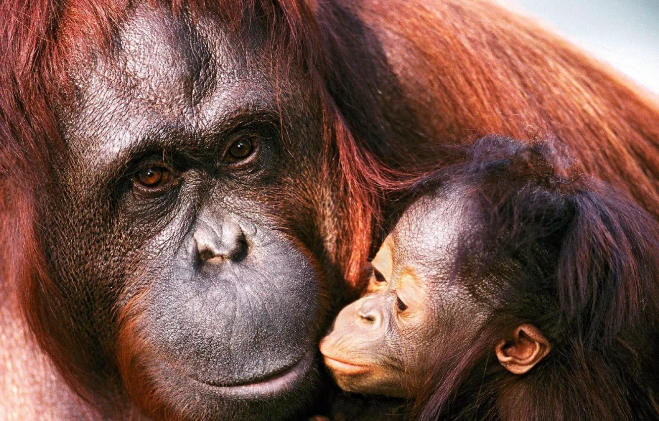 Фото обои Орангутанг, Самка, Суматра, Детеныш