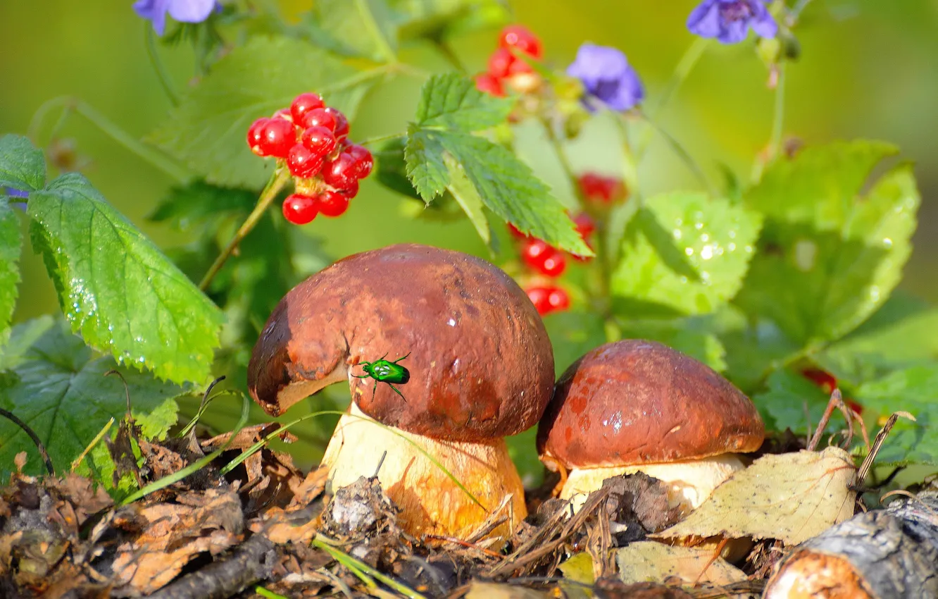 Фото обои осень, листья, цветы, природа, ягоды, грибы, жук, Vlad Vladilenoff