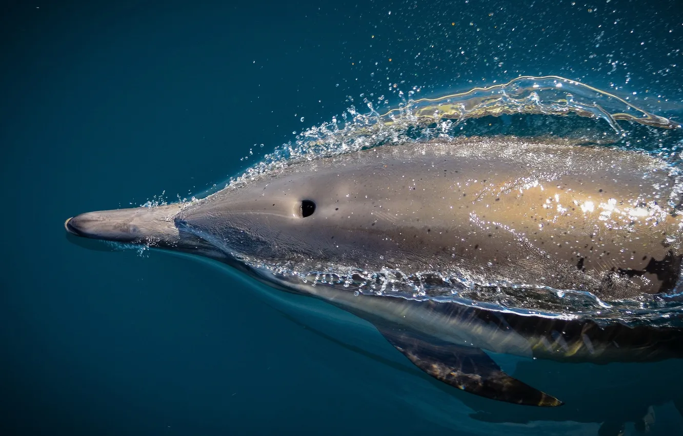 Фото обои dolphin, wild, San Diego Whale Watch, Speedy