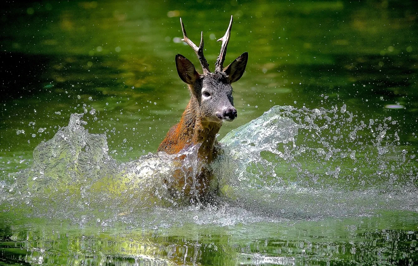 Фото обои вода, брызги, олень