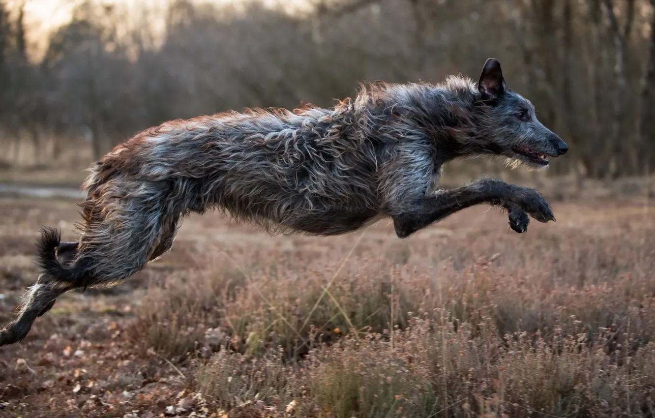 Фото обои прыжок, собака, sighthound