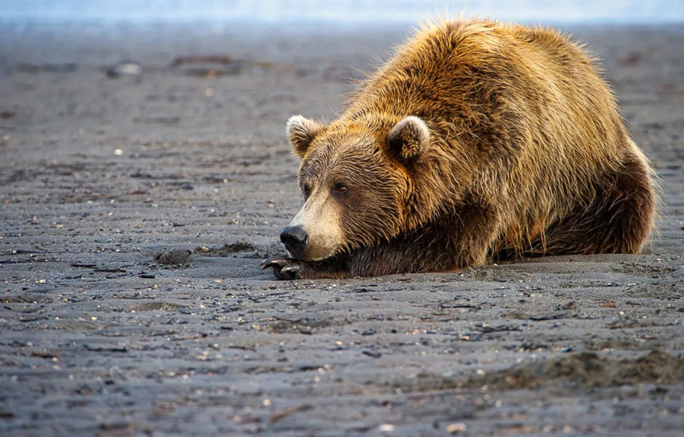 Фото обои bear, predator, wild life