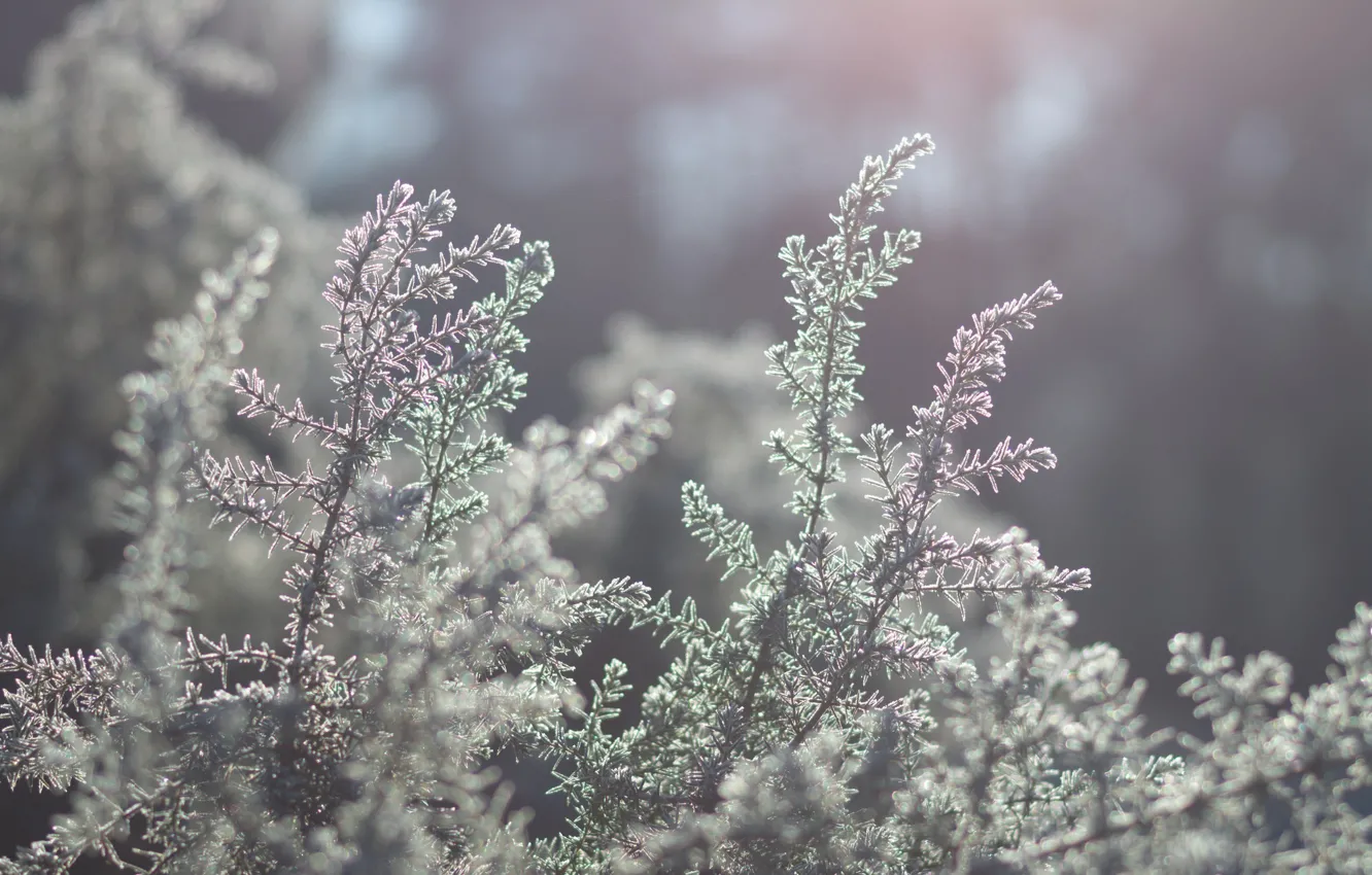 Фото обои morning, sunlight, bush