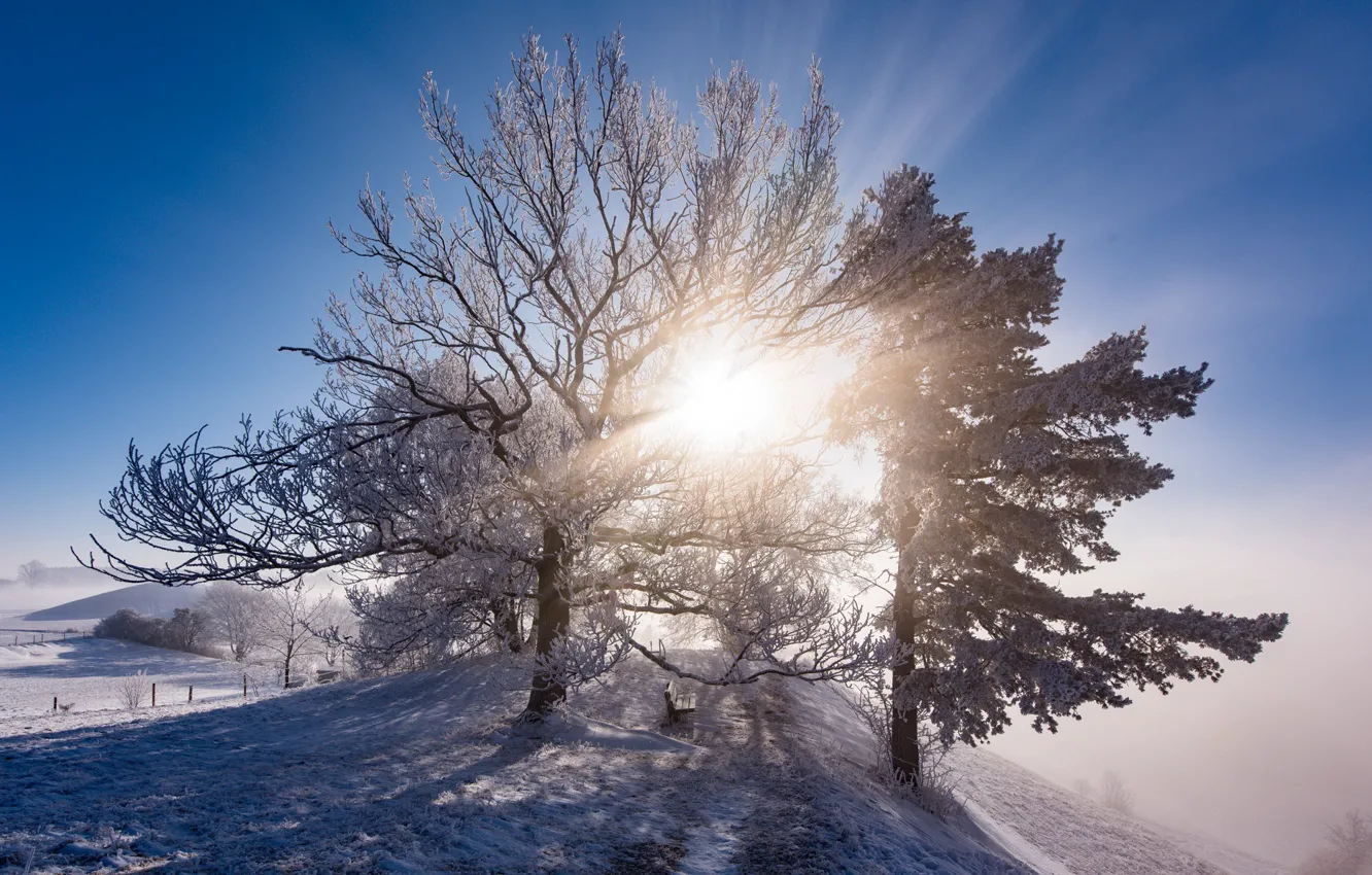 Фото обои холод, зима, иней, свет, туман, дерево, утро, скамья