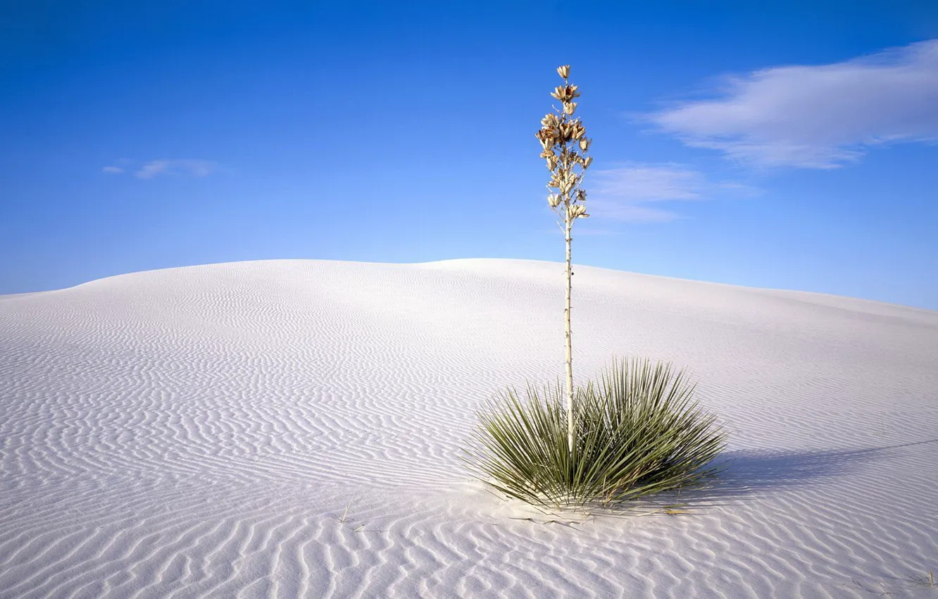 Фото обои песок, пустыня, Куст
