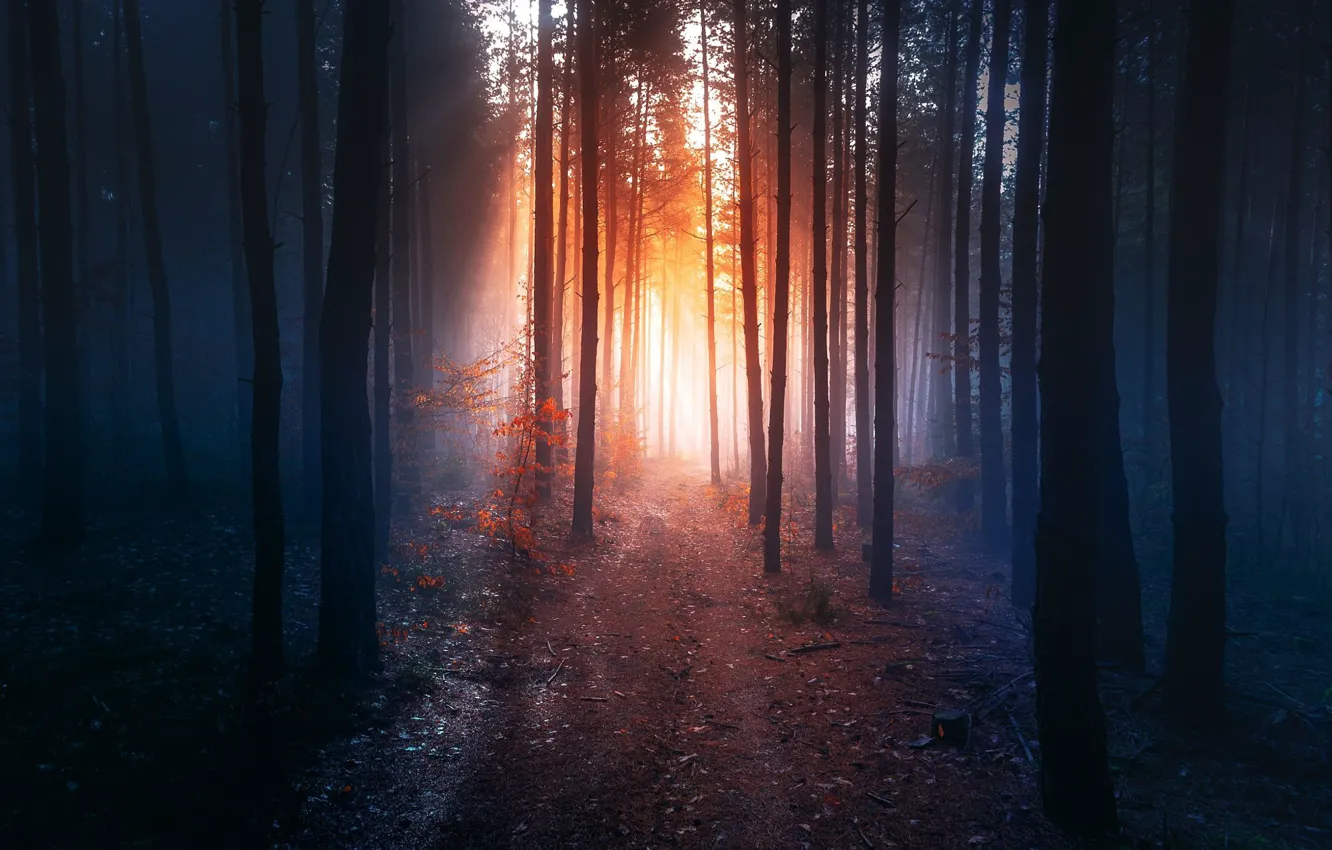 Фото обои лес, рассвет, тропинка