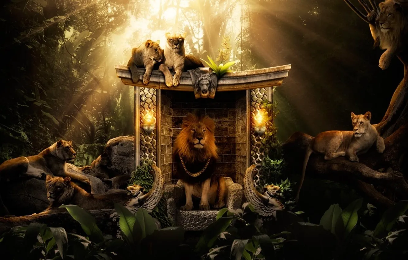 Фото обои джунгли, цепочка, Львы, jungle, трон, lions