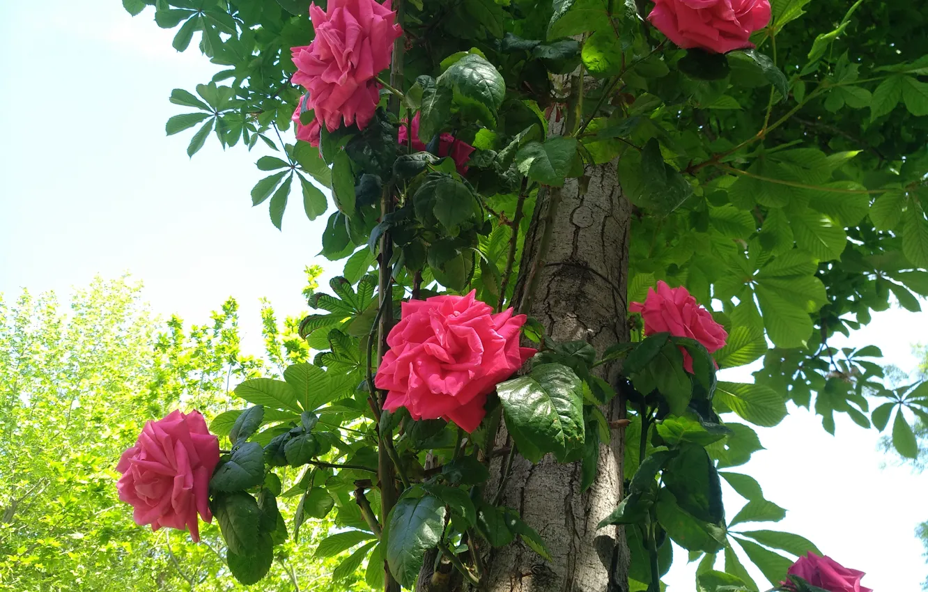 Фото обои Дерево, Розы, Tree, Roses, Красные розы, Red roses
