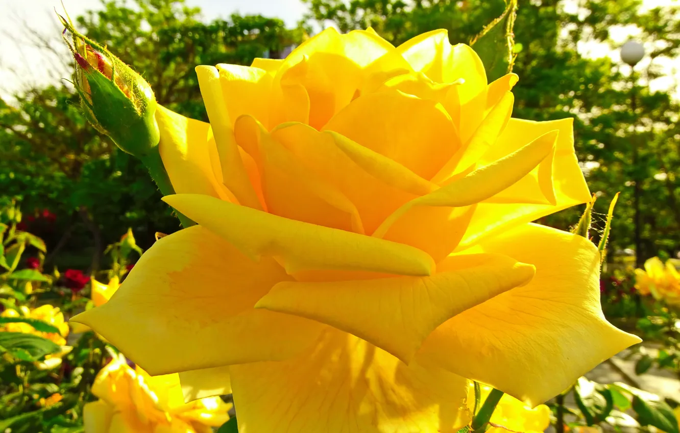 Фото обои солнце, роза, крым, феодосия