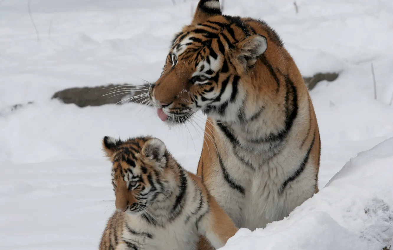 Фото обои кошка, снег, тигр, семья, пара, детёныш, котёнок, тигрица