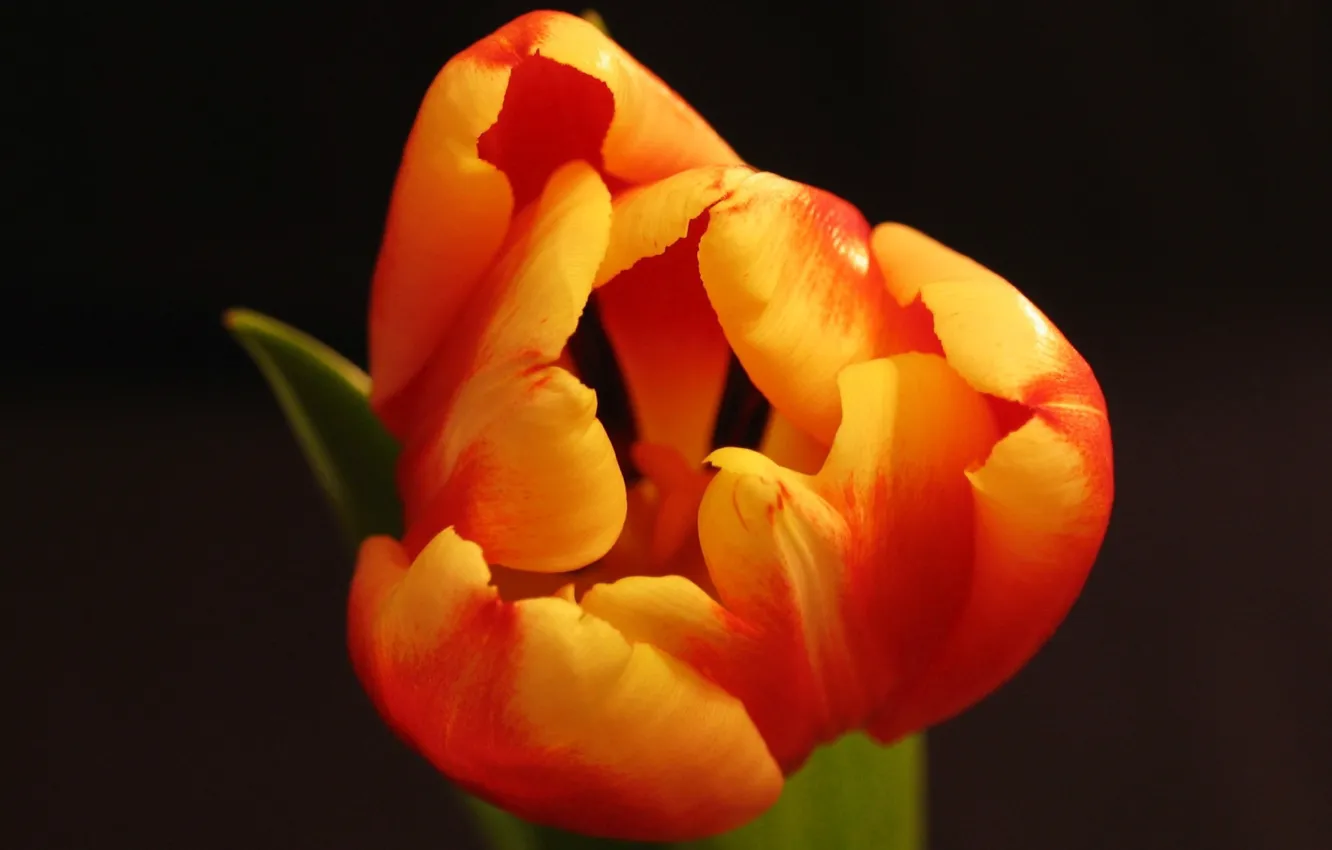 Фото обои цветок, тюльпан, весна, лепестки