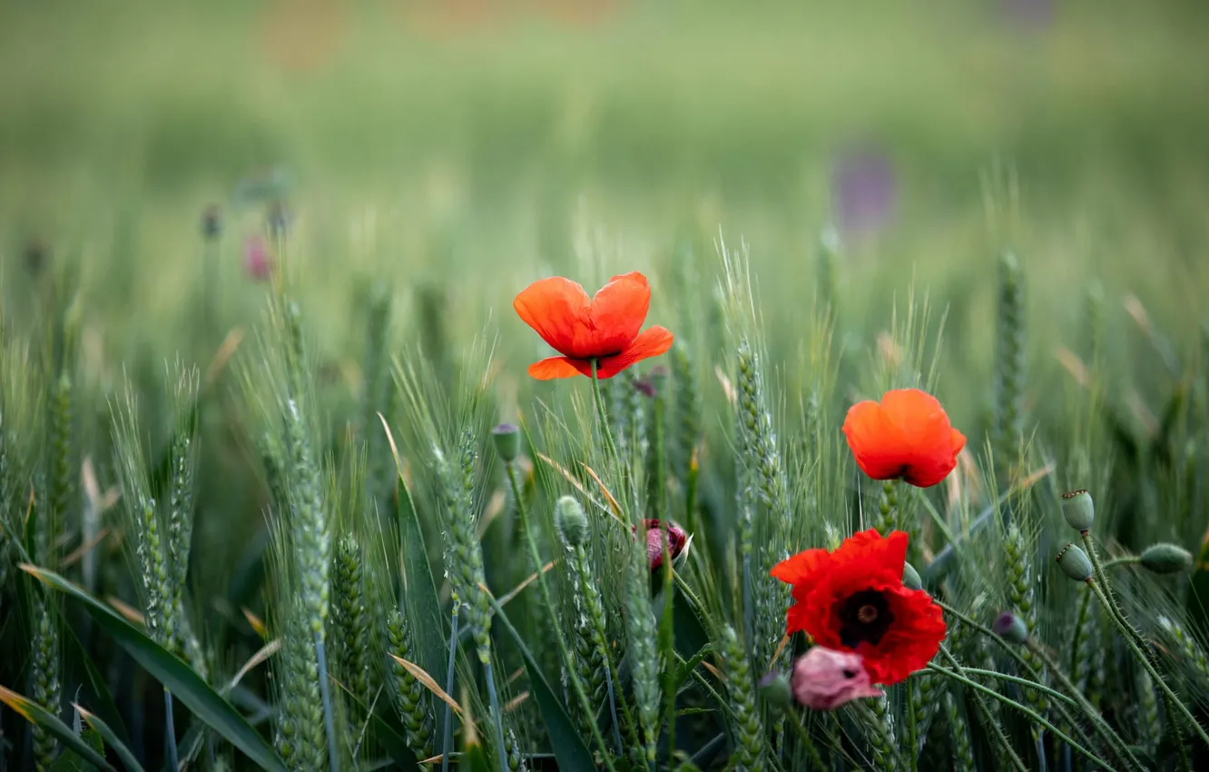Фото обои поле, лето, цветы, рожь, маки, красные, колосья, боке