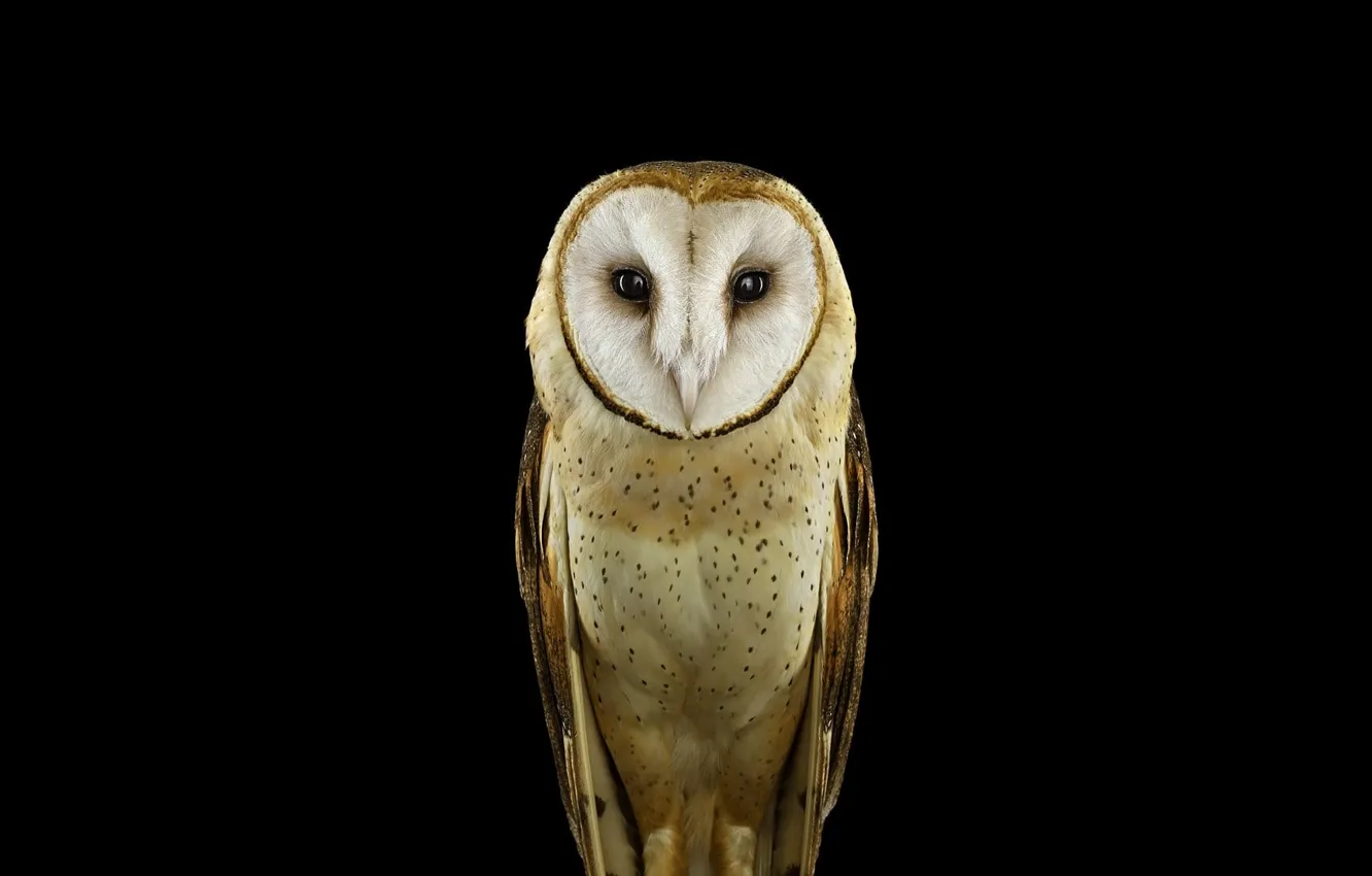Фото обои animals, nature, birds, owl, simple background