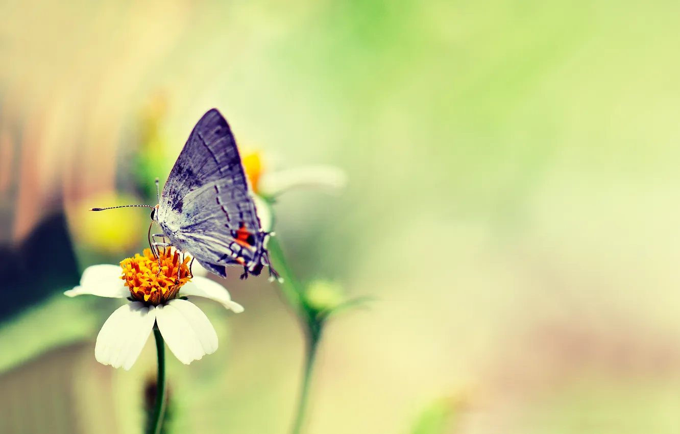 Фото обои цветок, бабочка, розмытость