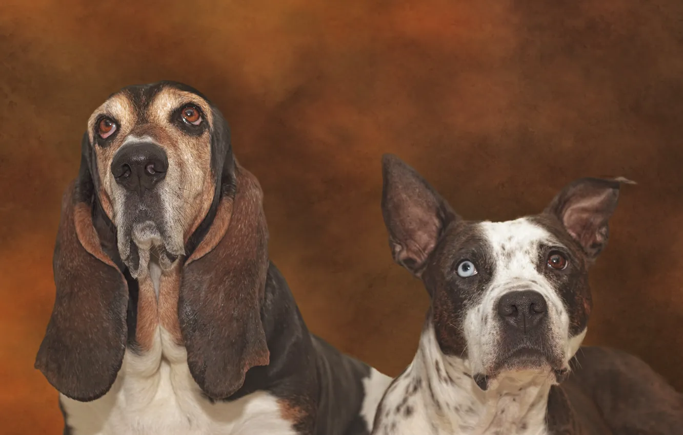 Фото обои собаки, питбуль, бассет-хаунд