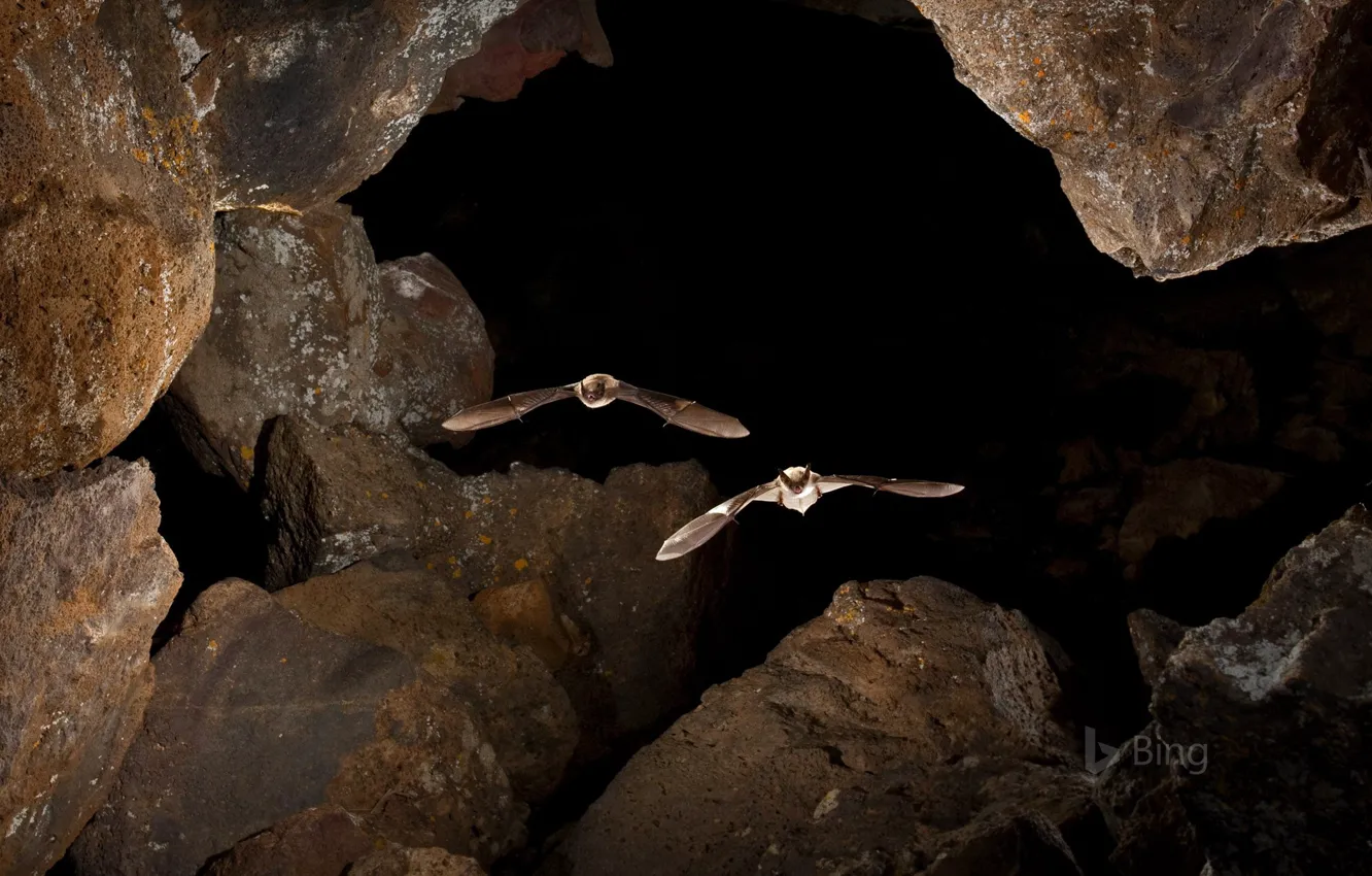 Фото обои летучая мышь, пещера, США, Айдахо, серая ночница, большая ночница, Moon National Monument and Preserve