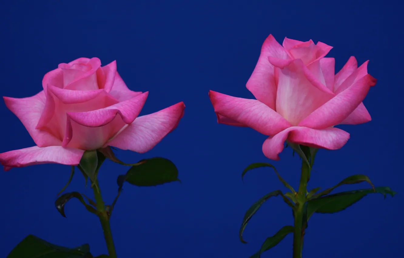 Фото обои фон, розы, дуэт, две розы