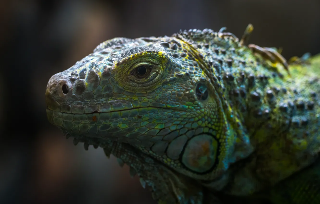 Фото обои Глаз, Ящерица, Голова, Рептилия, Head, Reptile, Exotic, Animal