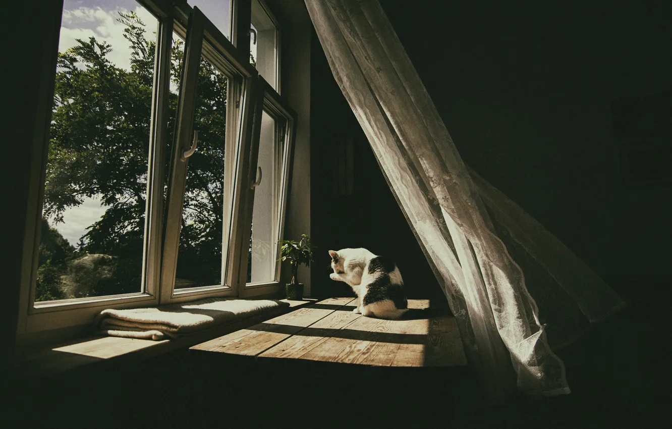 Фото обои кошка, кот, поза