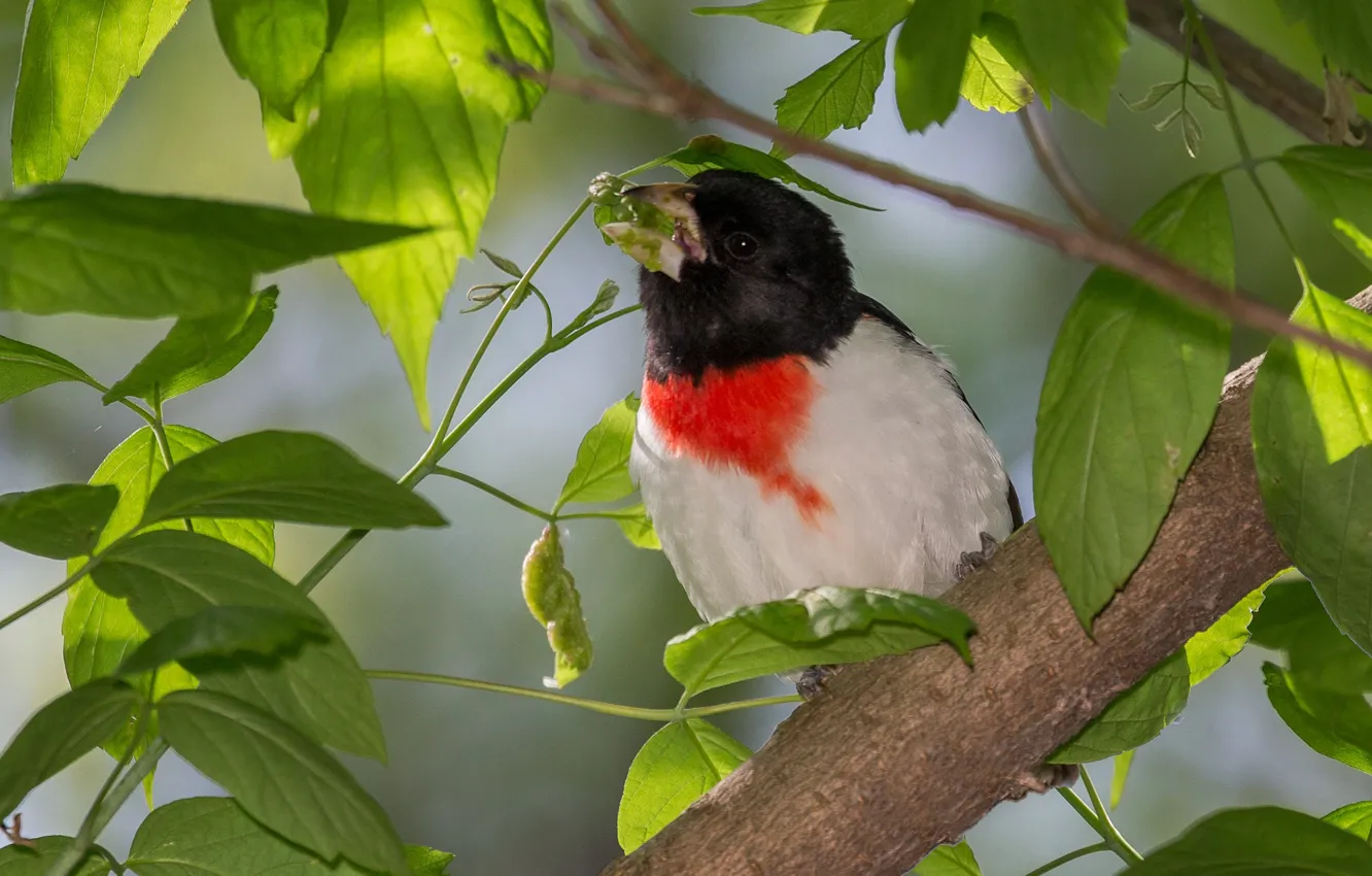 Фото обои листья, птица, клюв, красногрудый дубоносовый кардинал