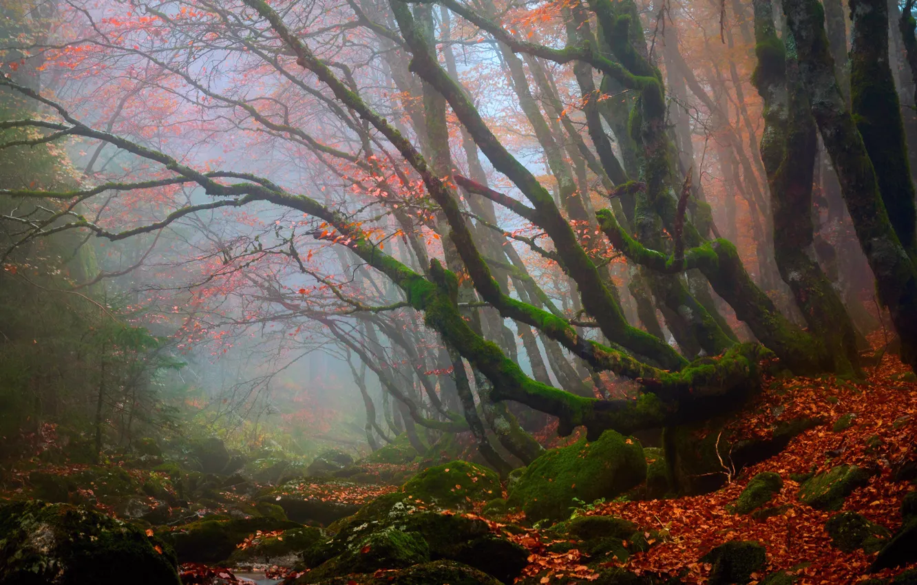 Фото обои осень, лес, деревья, природа, листва, дымка