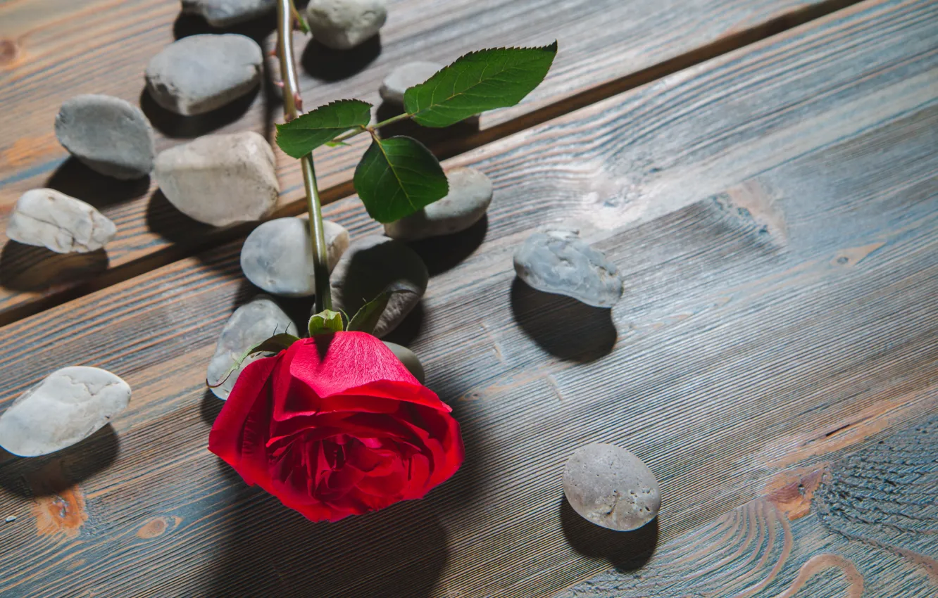 Фото обои цветок, камни, роза, бутон