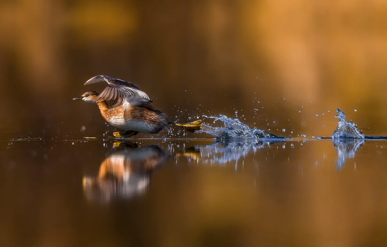Фото обои вода, отражение, утка, пробежка